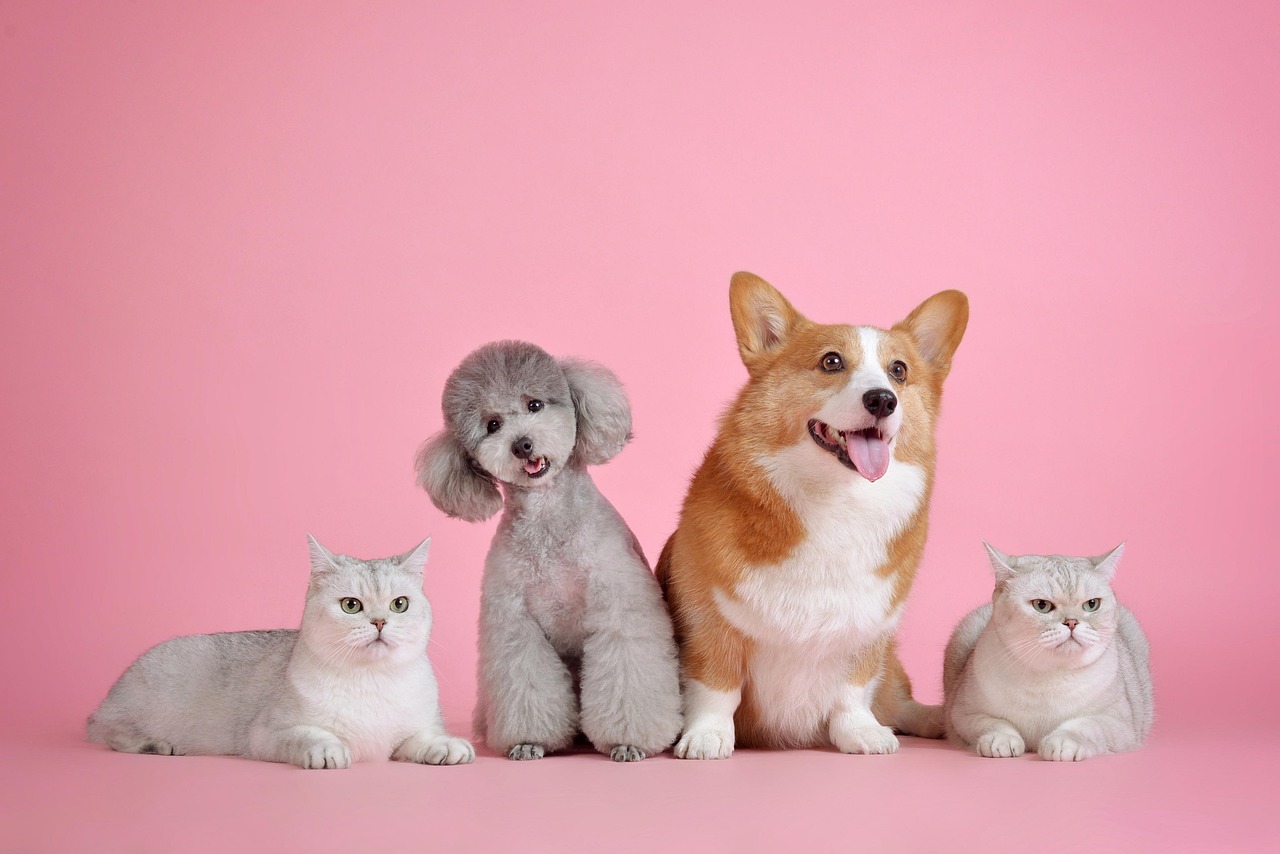 Honden en katten
