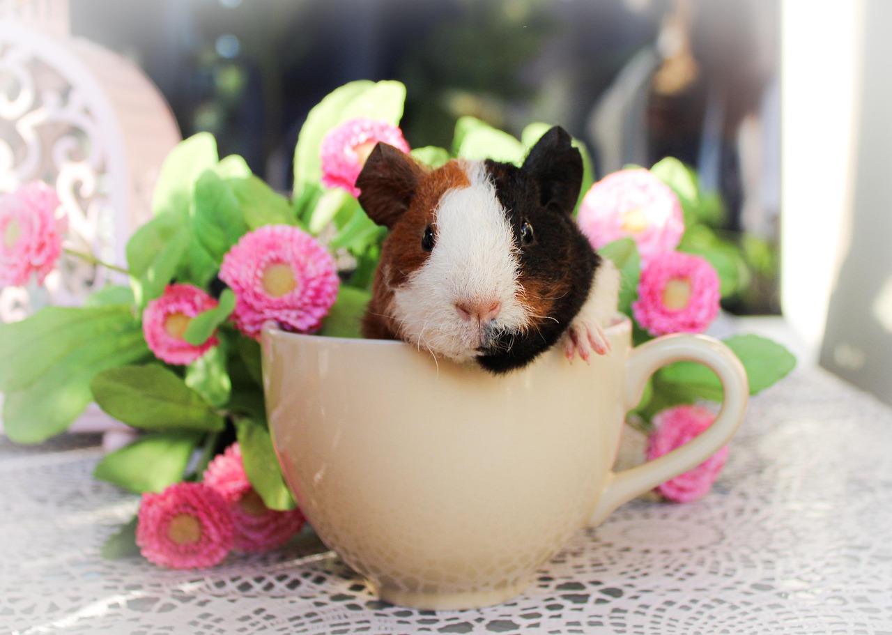 guinea pig, pet, cup, rodent, cavy, cavia aperea, cavia porcellus, animal, domestic, nature, mammal, cute