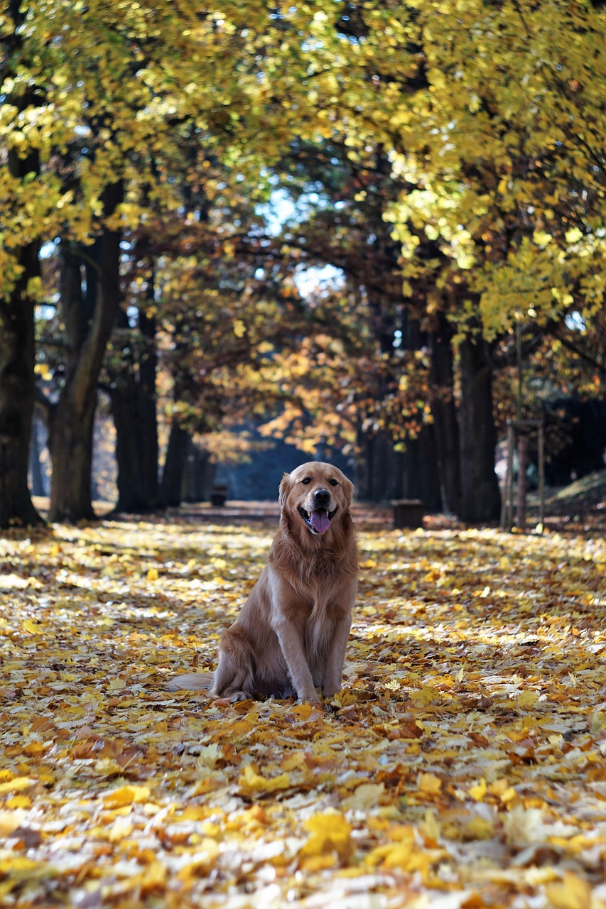 dog, golden retriever, animal, nature, landscape, pet, outdoors