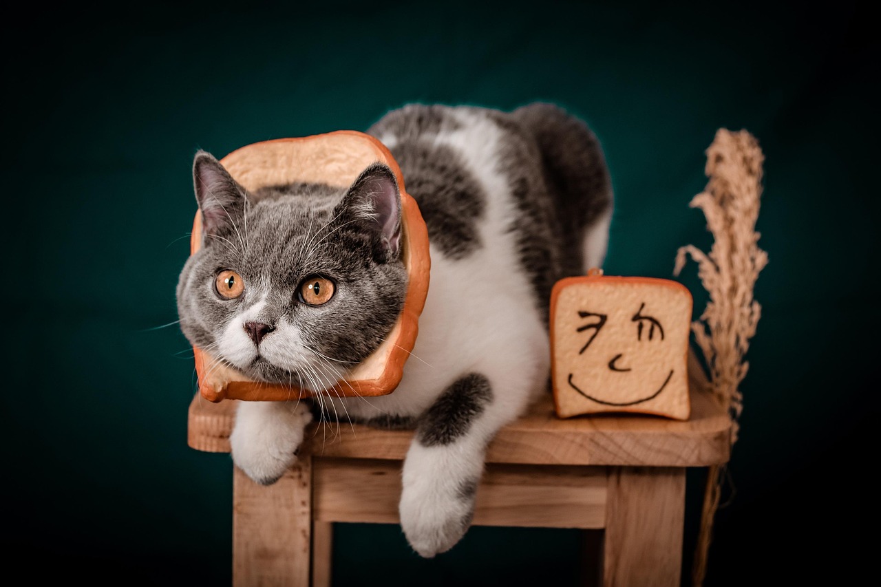 cat, animal, wallpaper hd, laptop wallpaper, windows wallpaper, photoshoot, beautiful wallpaper, 4k wallpaper, background, cool backgrounds, nature, hd wallpaper, bread, wallpaper 4k, mac wallpaper, 4k wallpaper 1920x1080, free wallpaper, vietnam, full hd wallpaper, feline, free background, desktop backgrounds, pet