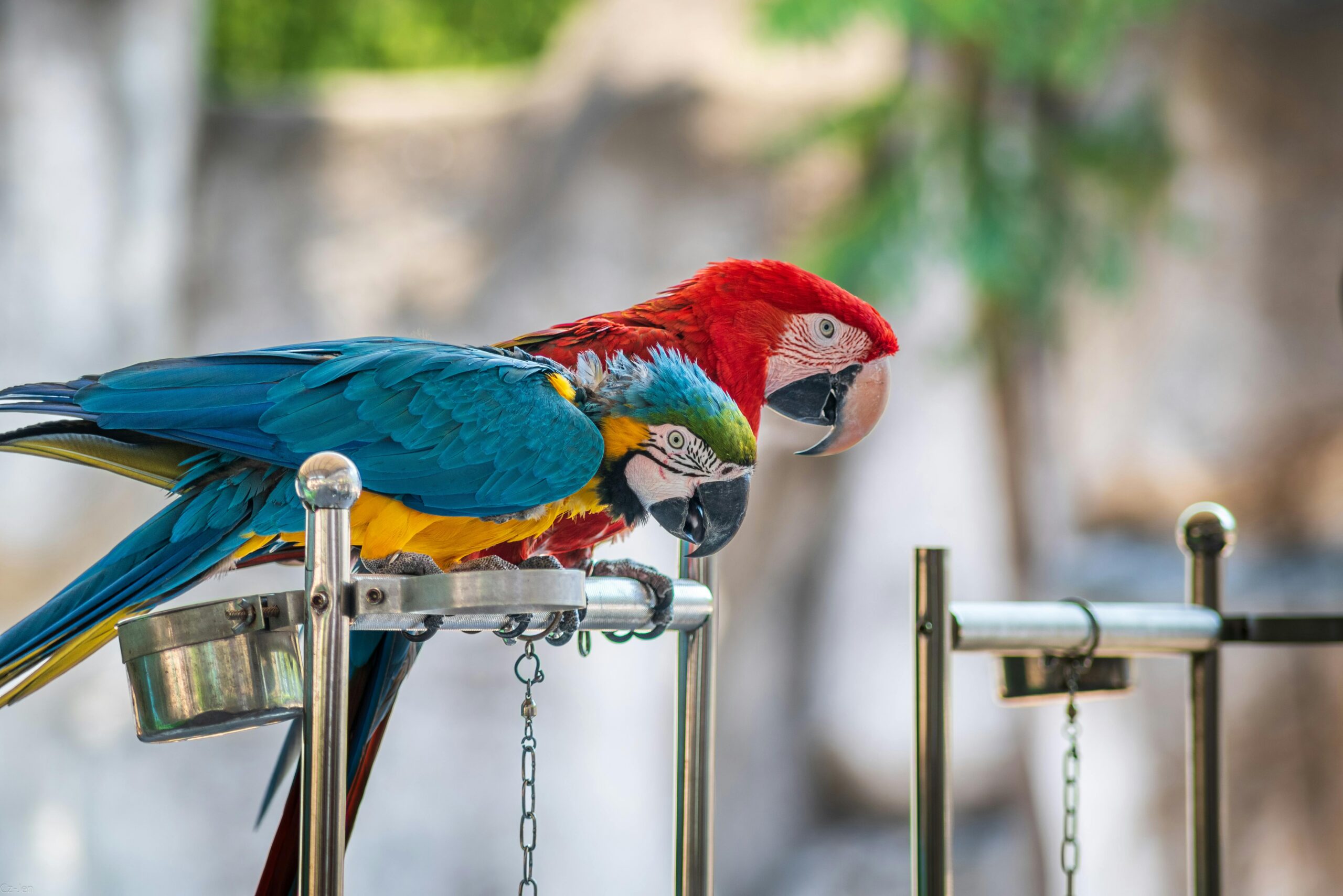 A stunning scarlet macaw parrot perched indoors, showcasing vibrant red and blue feathers.