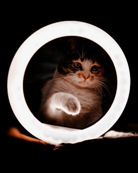 petfluencer kiezen: kat