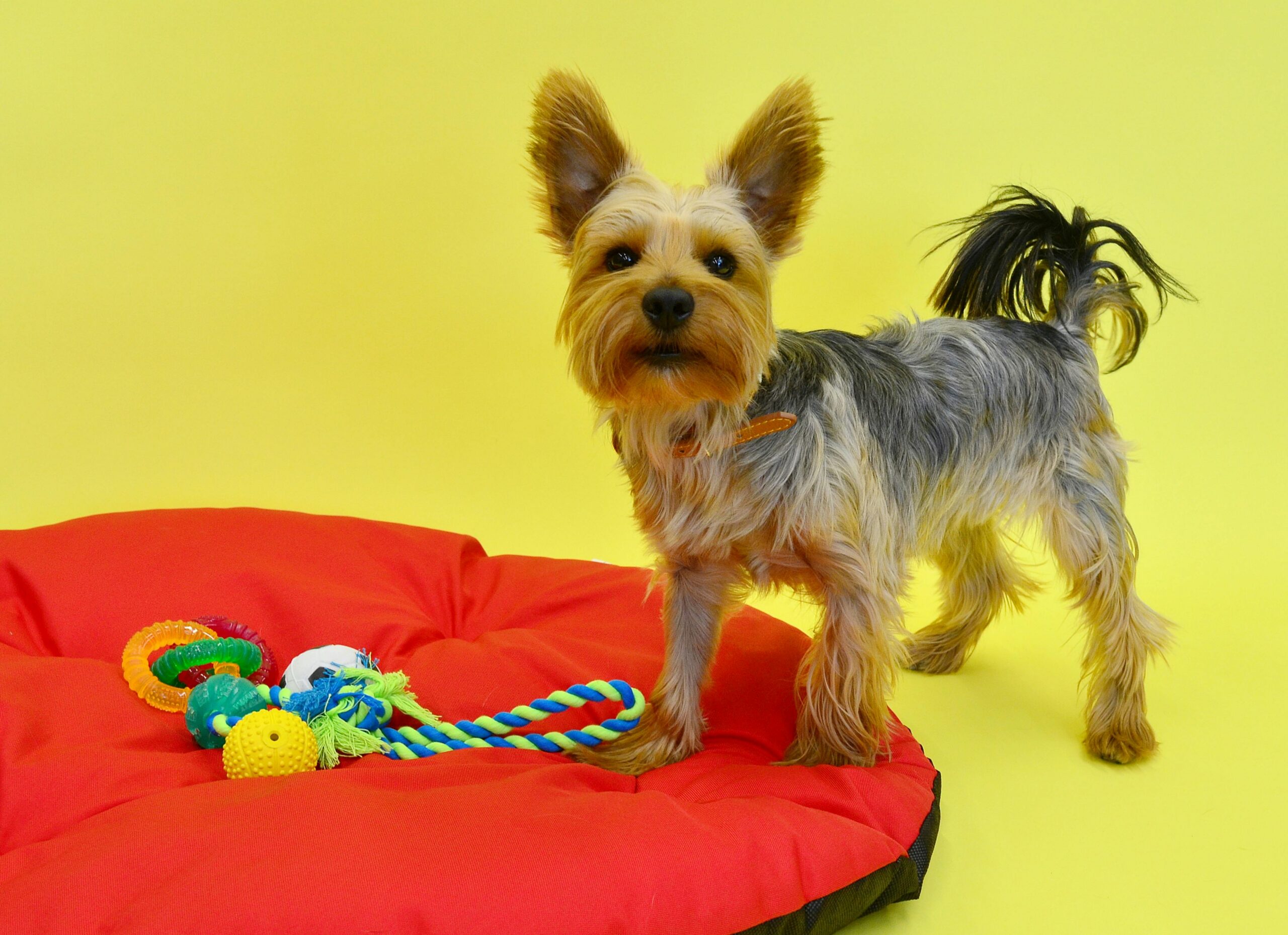 Charming Yorkshire Terrier sitting on a red pillow with toy balls against a yellow background.