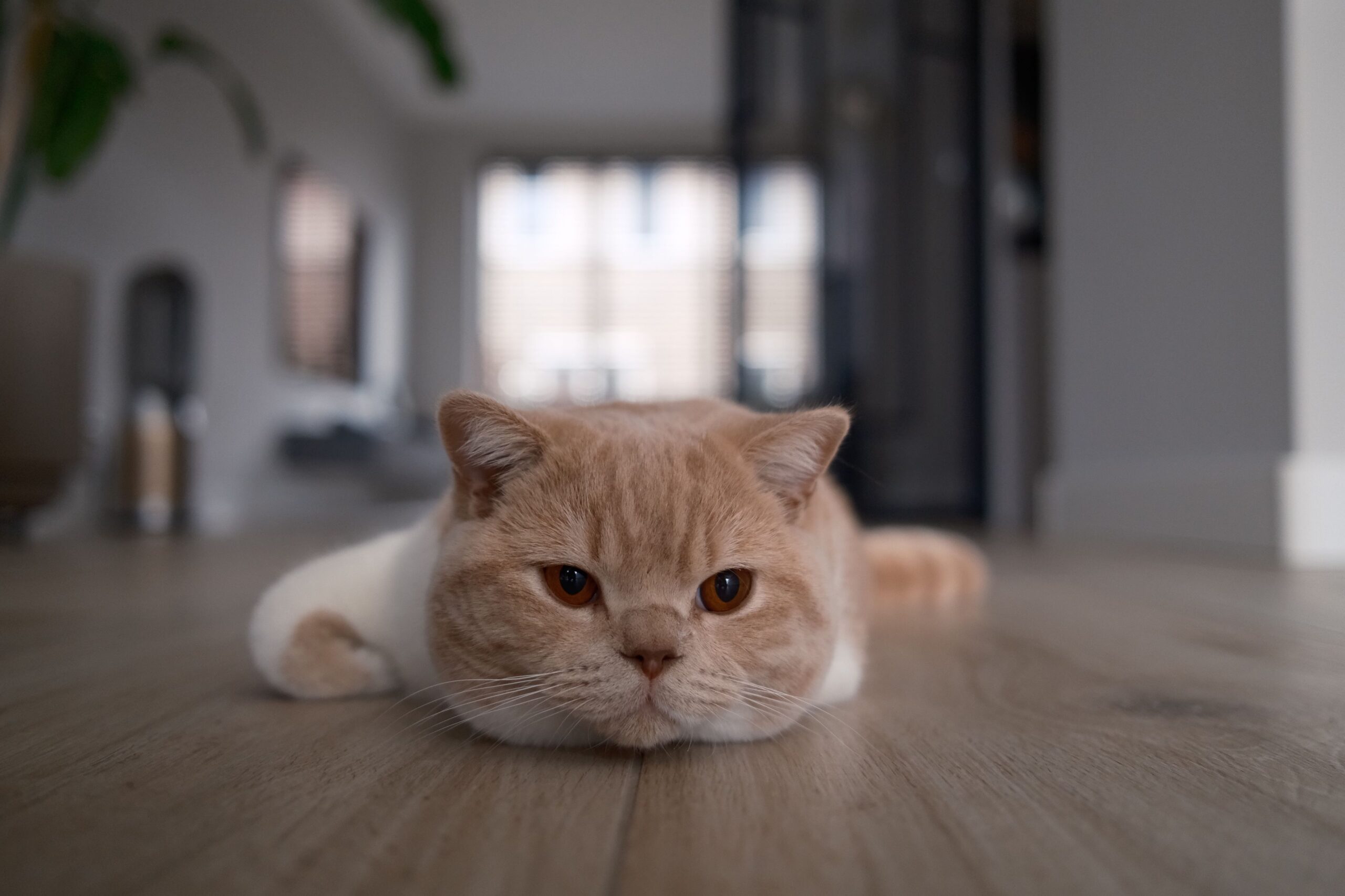 Charming British Shorthair cat lying on a wooden floor indoors, epitomizing relaxation.